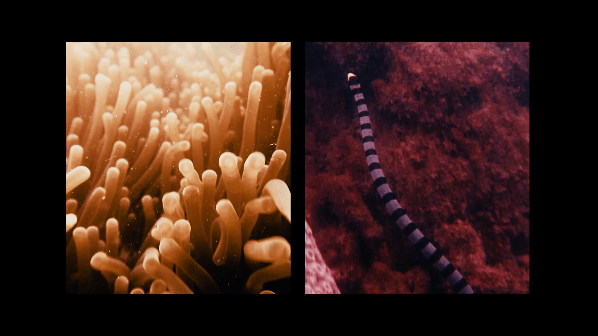 RWS-Ocean-Fest-Video_Director-Cut_Clean-Version | Weave